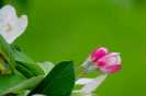リンゴの花070530−8