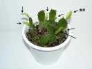 サボテン070731−3
