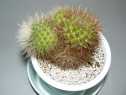 サボテン080412−6