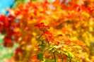モミジ091023−5