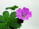 ゲラニュームローズ