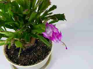 ノートパソコン