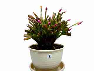 シャコバサボテン