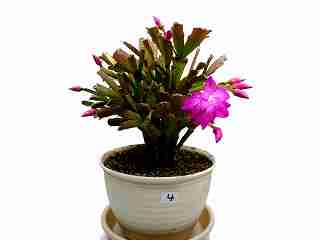 シャコバサボテン