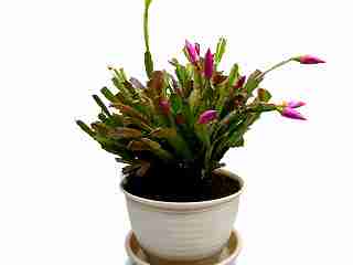 シャコバサボテン