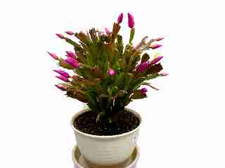 シャコバサボテン