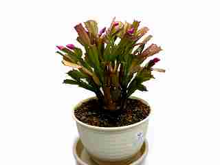 シャコバサボテン