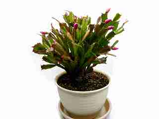 シャコバサボテン