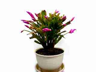 シャコバサボテン