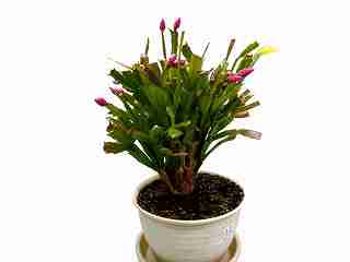 シャコバサボテン