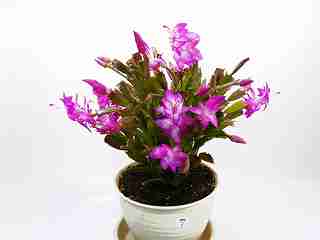 シャコバサボテン