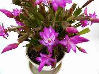 シャコバサボテン