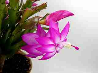 シャコバサボテン