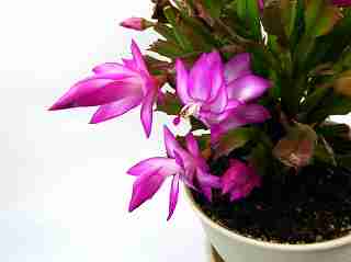 シャコバサボテン