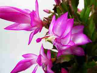 シャコバサボテン