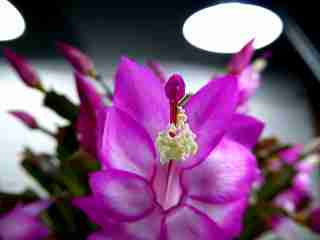 シャコバサボテン