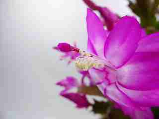 シャコバサボテン