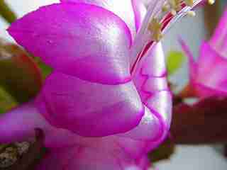 シャコバサボテン