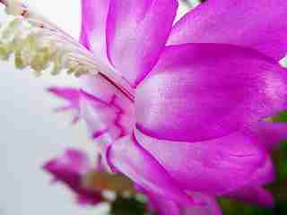 シャコバサボテン