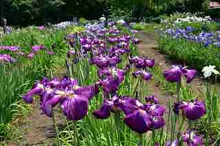 花菖蒲